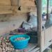 Petani menunjukkan hasil panen pinang di Kecamatan Muara Sabak Barat, Kabupaten Tanjung Jabung Timur. (Dok: Rahmat)