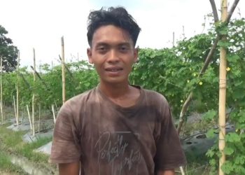Petani pare di Kecamatan Sekernan, Kabupaten Muaro Jambi, menunjukkan hasil panen mereka di tengah anjloknya harga jual komoditas hortikultura. (Dok: Rahmat)