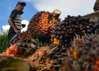 Aktivitas panen kelapa sawit di salah satu perkebunan di Provinsi Jambi. (Dok: Redaksi)
