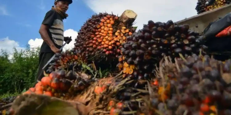 Aktivitas panen kelapa sawit di salah satu perkebunan di Provinsi Jambi. (Dok: Redaksi)