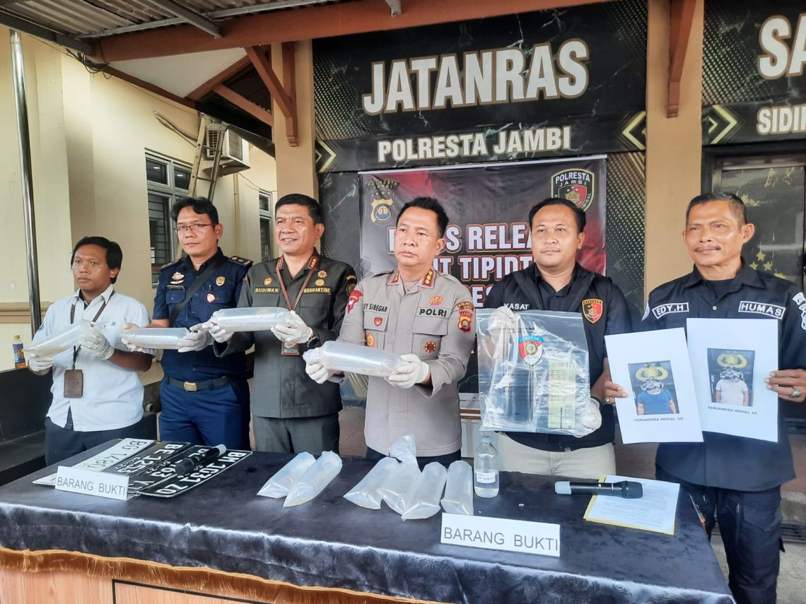 Kapolresta Jambi Kombes Pol Boy Sutan Binanga Siregar memimpin konferensi pers penggagalan penyelundupan benih lobster di Mapolresta Jambi. (Dok: Alpin)