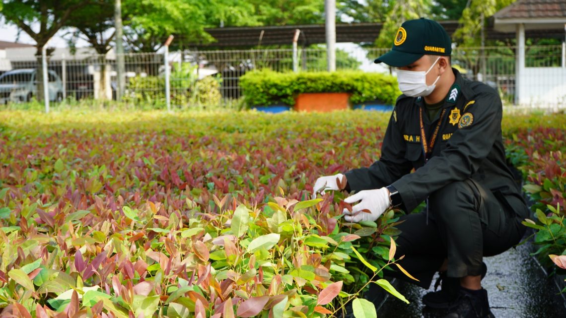 Petugas Karantina Jambi melakukan pemeriksaan bibit eukaliptus sebelum diberangkatkan ke Kalimantan Tengah melalui Bandara Sultan Thaha. (Dok: Humas Karantina Jambi)