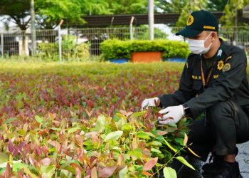 Petugas Karantina Jambi melakukan pemeriksaan bibit eukaliptus sebelum diberangkatkan ke Kalimantan Tengah melalui Bandara Sultan Thaha. (Dok: Humas Karantina Jambi)
