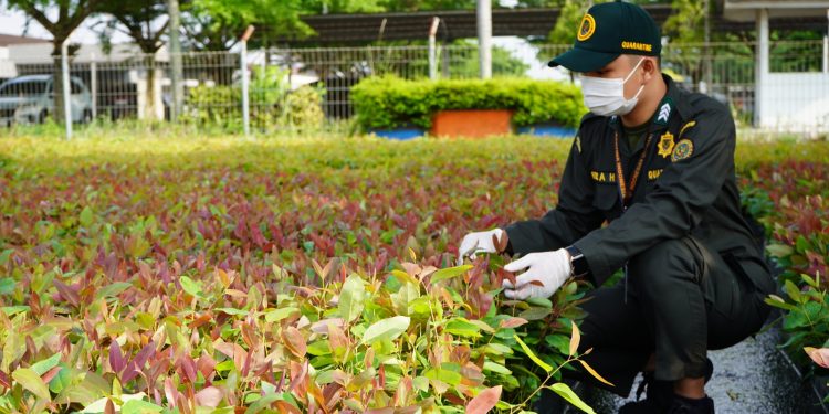 Petugas Karantina Jambi melakukan pemeriksaan bibit eukaliptus sebelum diberangkatkan ke Kalimantan Tengah melalui Bandara Sultan Thaha. (Dok: Humas Karantina Jambi)