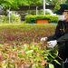 Petugas Karantina Jambi melakukan pemeriksaan bibit eukaliptus sebelum diberangkatkan ke Kalimantan Tengah melalui Bandara Sultan Thaha. (Dok: Humas Karantina Jambi)