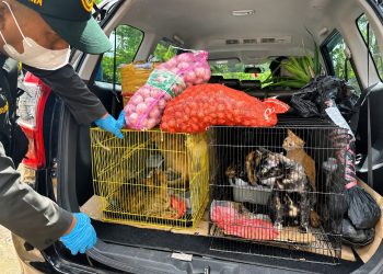 Petugas Karantina Jambi memeriksa dan mengamankan sejumlah hewan serta komoditas pertanian asal Kepulauan Riau yang masuk melalui Pelabuhan Kuala Tungkal tanpa dilengkapi dokumen karantina. (Dok: Rudi)