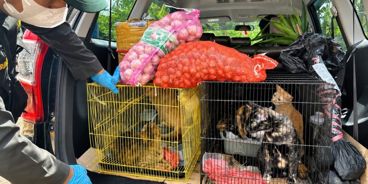 Petugas Karantina Jambi memeriksa dan mengamankan sejumlah hewan serta komoditas pertanian asal Kepulauan Riau yang masuk melalui Pelabuhan Kuala Tungkal tanpa dilengkapi dokumen karantina. (Dok: Rudi)