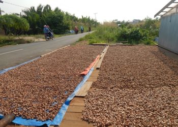 Salah satu tempat penampungan pinang di Kecamatan Kuala Jambi. (Dok: Rudi)