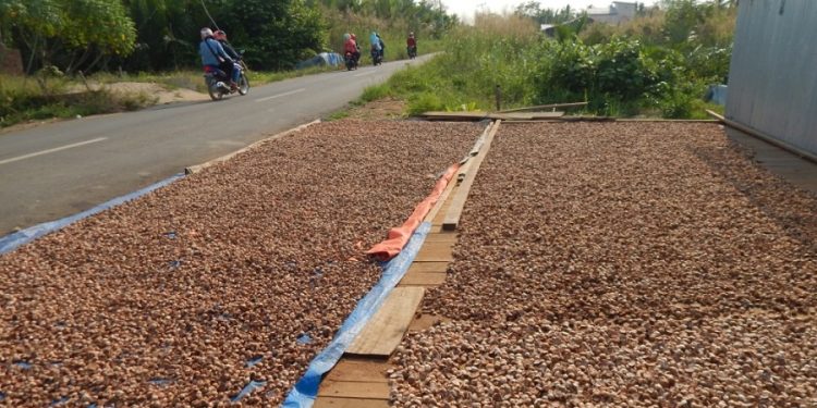 Salah satu tempat penampungan pinang di Kecamatan Kuala Jambi. (Dok: Rudi)