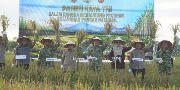 Pangdam XX/Tuanku Imam Bonjol Mayjen TNI Arief Gajah Mada bersama Gubernur Jambi mengikuti Panen Raya Padi Serentak Nasional bersama Presiden RI Prabowo Subianto secara virtual, kemudian melaksanakan panen simbolis di areal persawahan Desa Kota Baru, Kecamatan Geragai, Kabupaten Tanjung Jabung Timur. (Dok: Penrem 042 Gapu)