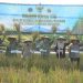 Pangdam XX/Tuanku Imam Bonjol Mayjen TNI Arief Gajah Mada bersama Gubernur Jambi mengikuti Panen Raya Padi Serentak Nasional bersama Presiden RI Prabowo Subianto secara virtual, kemudian melaksanakan panen simbolis di areal persawahan Desa Kota Baru, Kecamatan Geragai, Kabupaten Tanjung Jabung Timur. (Dok: Penrem 042 Gapu)